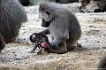 2010-08-24 (655) Aanranding en mishandeling gebeurd ook in de apenwereld